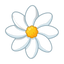 Tiaréblüte