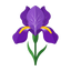 Toskanische Iris