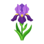 Toskanische Orris