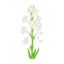 Tuberose aus Indien