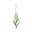 Tuberose