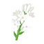 Tuberoseblüten