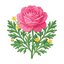 Türkische Rose Davana