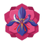 Türkische Rose Safran Iris