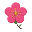 Ume