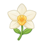 Vanille Orchidee