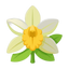 Vanilleblüte