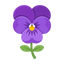 Veilchen