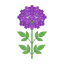 Verbena