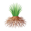 Vetiver aus Madagaskar