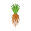 Vetiver Madagaskar