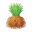 Vetiver