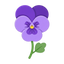 Viole