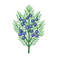 Wacholderbeeren Santolina