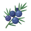 Wacholderbeeren