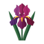 Weinlese Iris