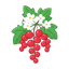 Weiße Blüten und Johannisbeeren