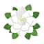 Weiße Gardenie