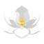 Weiße Magnolie