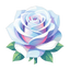 Weiße Rose