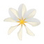 Weiße Tiare-Blume