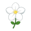Weißer Jasmin