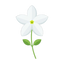 Weißer Jasmine
