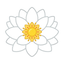 Weißer Lotus