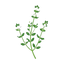 Weißer Thymian