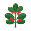 Wintergrün