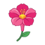 Wunderblume (Four o’clock)