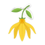 Ylang-Ylan