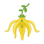 Ylang Ylang aus den Komoren