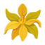 Ylang-Ylang-Essenz Extra