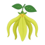 Ylang Ylang Madagaskar