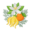 Ylang Ylang - süße Orange - Armoise - Orangenblüte