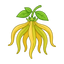 Ylang-Ylang von den Komoren