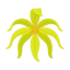 Ylang-Ylang