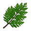 Zedernblätter