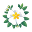 Zistrose Absolue