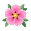 Zistrose