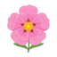 Zistrosen