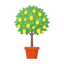 Zitronenbaum