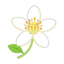Zitronenblüte