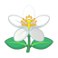 Zitronenblüten/Zitrusblüten