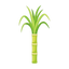 Zuckerrohr